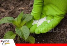 Potasio, un regulador esencial en la fisiología de los cultivos El potasio y su papel en el funcionamiento de las plantas/ Foto: Internet