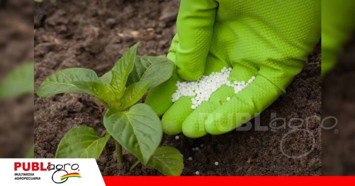 El potasio y su papel en el funcionamiento de las plantas/ Foto: Internet