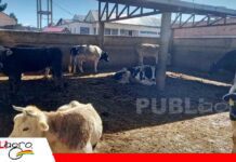 Lucha Contra el Contrabando entrega ganado incautado al matadero Los Andes para abastecer a Emapa Ganado incautado en el lago Titicaca / Foto: Internet