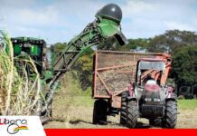 Cañeros apuntan a reducir a menos del 15% el daño de la zafra Solo 15% de reduccion en la zafra de caña/ Foto: Internet
