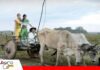 Santa Rosa del Yacuma, tierra de ganado, pampas y esperanza 119 años de tradición ganadera en Santa Rosa del Yacuma/ Foto: Internet