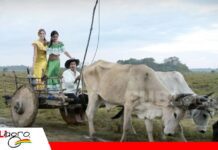 Santa Rosa del Yacuma, tierra de ganado, pampas y esperanza 119 años de tradición ganadera en Santa Rosa del Yacuma/ Foto: Internet