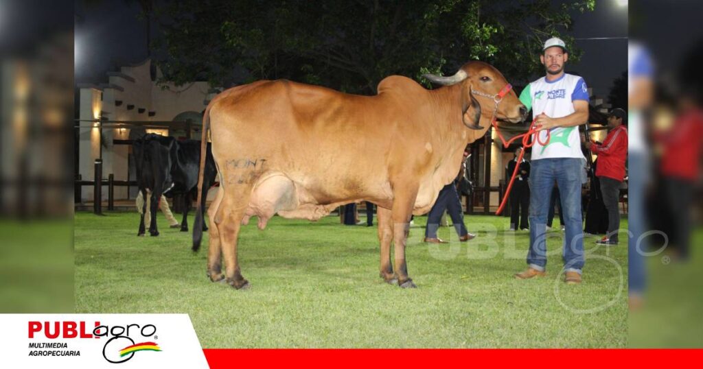 Graciela de Monte Alegre, gran campeona Gyr en producción de leche/ Foto: Publiagro