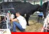 Gyr y Girolando coronan a sus campeonas de producción de leche Catalina FIV de Grupo Rojas es tres veces campeona en producción de leche/ Foto: Publiagro