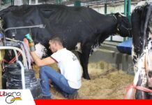Gyr y Girolando coronan a sus campeonas de producción de leche Catalina FIV de Grupo Rojas es tres veces campeona en producción de leche/ Foto: Publiagro