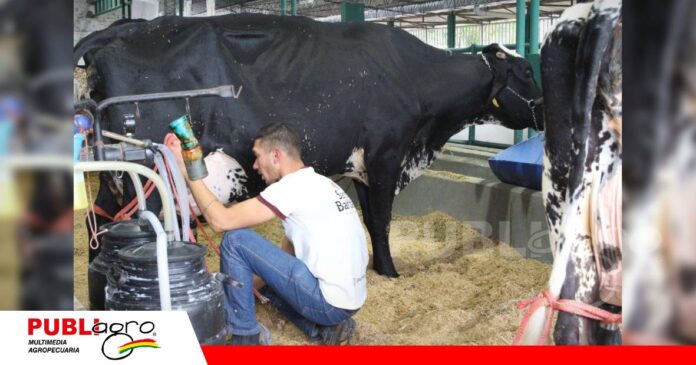 Catalina FIV de Grupo Rojas es tres veces campeona en producción de leche/ Foto: Publiagro