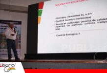 Control biológico se suma a la estrategia para enfrentar el jopo en girasol El control biológico se suma a la lucha contra el jopo en el girasol/ Foto: Publiagro