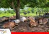 Ganado muere tras el brusco descenso de temperaturas en Santa Ana El frío sorprende al ganado en Santa Ana del Yacuma/ Foto: Internet