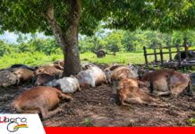 Ganado muere tras el brusco descenso de temperaturas en Santa Ana El frío sorprende al ganado en Santa Ana del Yacuma/ Foto: Internet