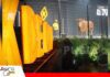 Gran Senepol Show de K De Oro muestra el potencial de la genética Senepol Gran Senepol Show K DE ORO/ Foto: Publiagro