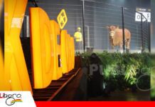 Gran Senepol Show de K De Oro muestra el potencial de la genética Senepol Gran Senepol Show K DE ORO/ Foto: Publiagro