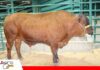 Senepol: resistencia y precocidad para transformar el cruzamiento ganadero Senepol, genética taurina/ Foto: Publiagro
