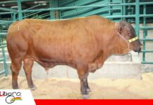 Senepol: resistencia y precocidad para transformar el cruzamiento ganadero Senepol, genética taurina/ Foto: Publiagro