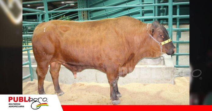 Senepol, genética taurina/ Foto: Publiagro
