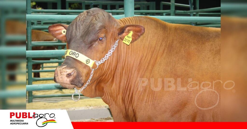 Su origen taurino y su capacidad la vuelven ideal para el cruzamiento/ Foto: Publiagro