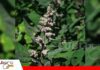 Proimpa presenta Alborada, una nueva variedad de quinua tropicalizada para Santa Cruz Alborada nueva variedad de quinua tropicalizada/ Foto: Internet