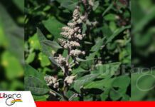 Proimpa presenta Alborada, una nueva variedad de quinua tropicalizada para Santa Cruz Alborada nueva variedad de quinua tropicalizada/ Foto: Internet