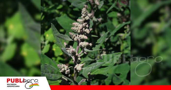 Alborada nueva variedad de quinua tropicalizada/ Foto: Internet
