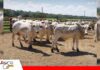 Terminación Intensiva a Pasto: una estrategia para intensificar la fase de engorde Terminación Intensiva a Pasto engorde en fase final/ Foto: Internet