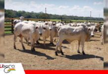 Terminación Intensiva a Pasto: una estrategia para intensificar la fase de engorde Terminación Intensiva a Pasto engorde en fase final/ Foto: Internet