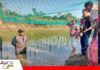 El Beni busca producir entre agua, arroz y peces Arroz y peces unidos/ Foto: Iniaf