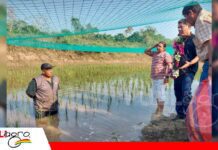 El Beni busca producir entre agua, arroz y peces Arroz y peces unidos/ Foto: Iniaf