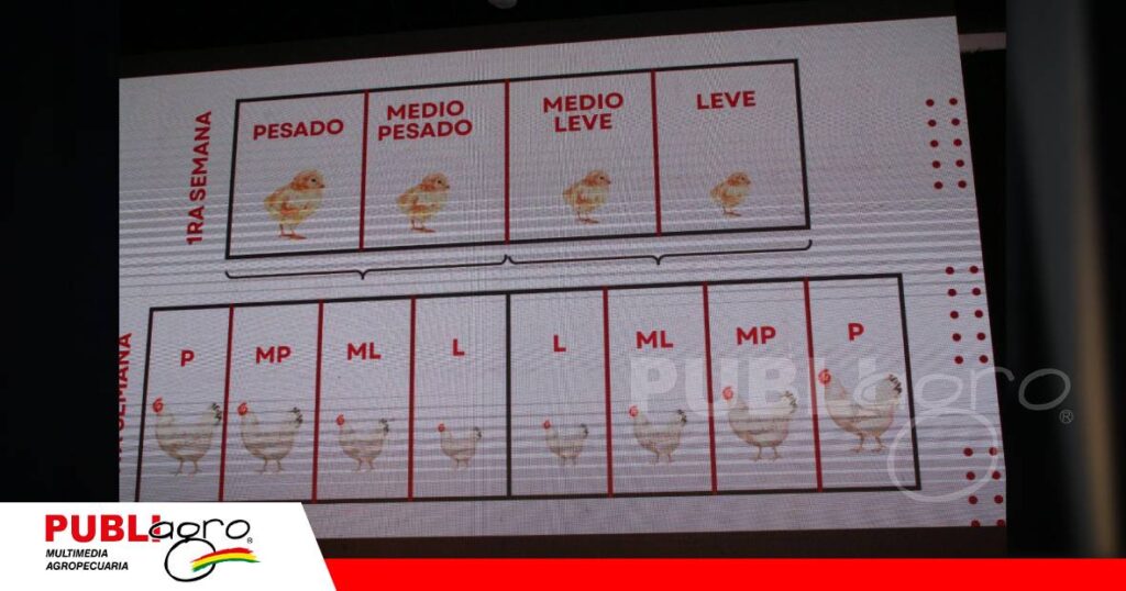 FOTO NOTAS WEB (39) Más genética, mayor precisión en el manejo de reproductoras/ Foto: Publiagro