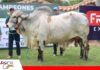 Expocruz 2026: Pancho FIV Siringo se consagra como Gran Campeón Gyr Pancho FIV Siringo, el gran campeón Gyr de Expocruz/ Foto: Publiagro