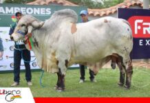 Expocruz 2026: Pancho FIV Siringo se consagra como Gran Campeón Gyr Pancho FIV Siringo, el gran campeón Gyr de Expocruz/ Foto: Publiagro