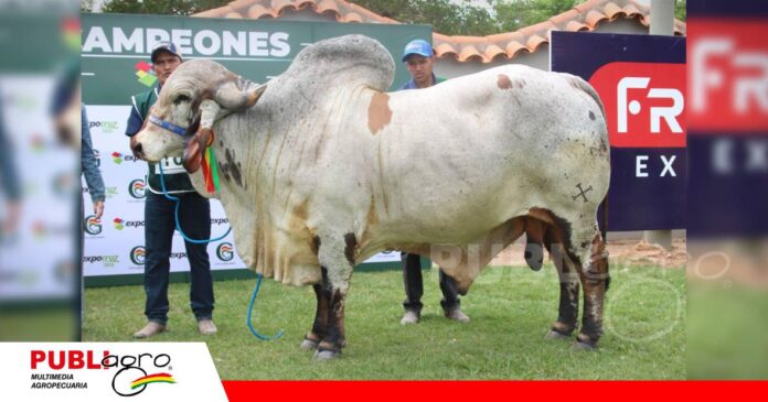 FOTO NOTAS WEB (4) Pancho FIV Siringo, el gran campeón Gyr de Expocruz/ Foto: Publiagro