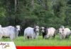 Ganadería sostenible busca avanzar en el Chaco boliviano El bosque sostiene una nueva mirada para la ganadería/ Foto:Internet