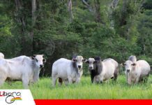 Ganadería sostenible busca avanzar en el Chaco boliviano El bosque sostiene una nueva mirada para la ganadería/ Foto:Internet