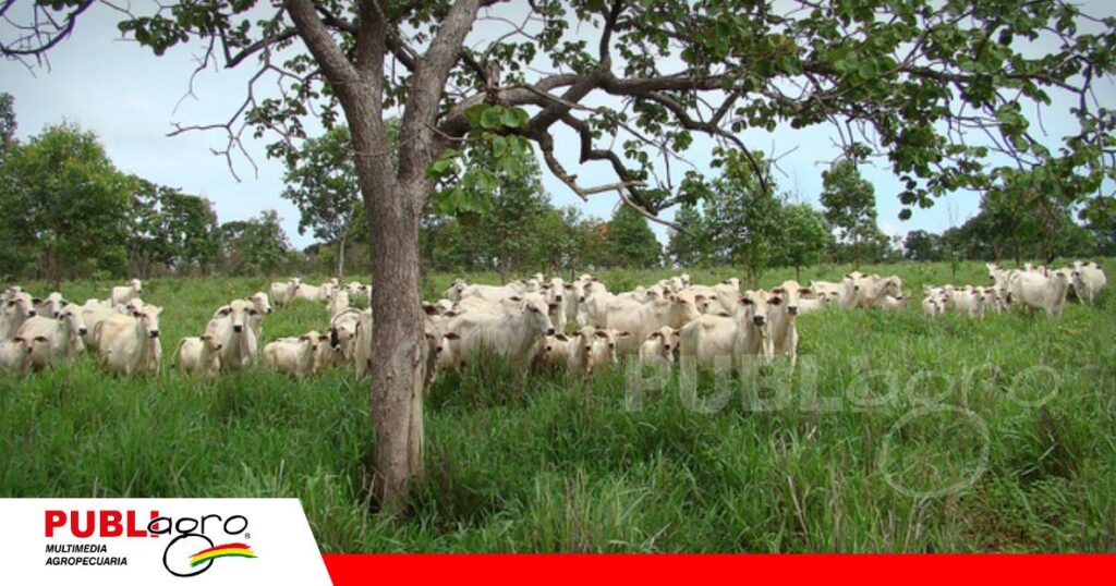 Ganadería del Chaco apuesta por producir sin dejar atrás el bosque/ Foto: Internet