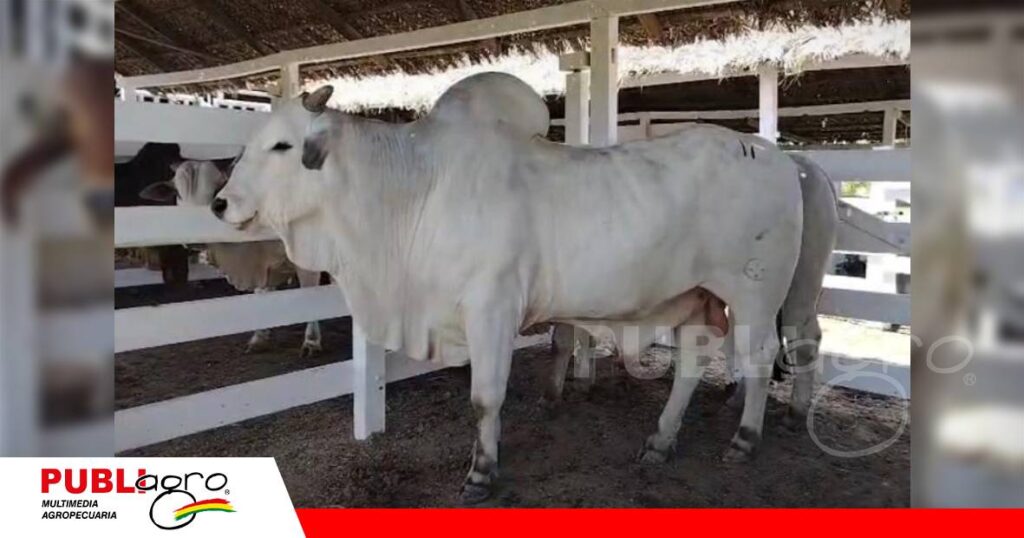 Alta genética en el remate de Santa Rosa/ Foto: Publiagro