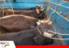 Contrabandistas buscan ganado en el Oriente ante menor oferta en el Altiplano Salida de ganado apunta ahora al Oriente/ Foto: Internet