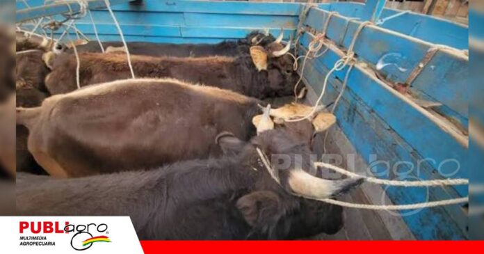 Salida de ganado apunta ahora al Oriente/ Foto: Internet
