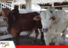 Genética y calidad brillan en el 19° Remate de Santa Rosa Ganaderia de Santa Rosa del Yucumo/ Foto: Publiagro