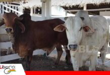Genética y calidad brillan en el 19° Remate de Santa Rosa Ganaderia de Santa Rosa del Yucumo/ Foto: Publiagro