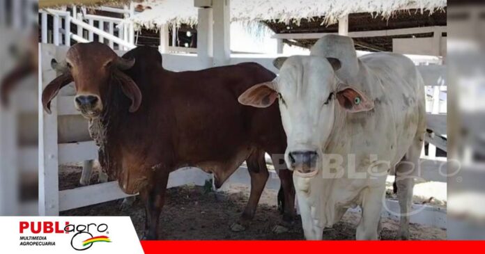 Ganaderia de Santa Rosa del Yucumo/ Foto: Publiagro