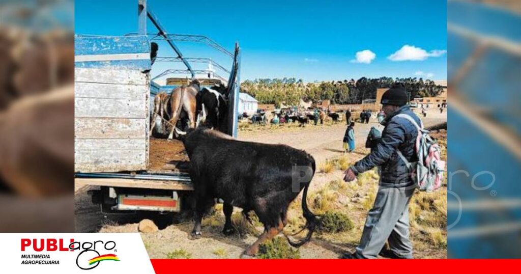 El contrabando de ganado mira nuevas zonas de abastecimiento/ Foto: Internet