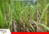 Carbón de la caña de azúcar: síntomas que no deben pasar desapercibidos Carbón de la caña: señales que permiten identificar la enfermedad en campo/ Foto: Internet