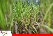 Carbón de la caña de azúcar: síntomas que no deben pasar desapercibidos Carbón de la caña: señales que permiten identificar la enfermedad en campo/ Foto: Internet