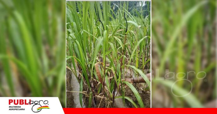 FOTO NOTAS WEB (44) Carbón de la caña: señales que permiten identificar la enfermedad en campo/ Foto: Internet