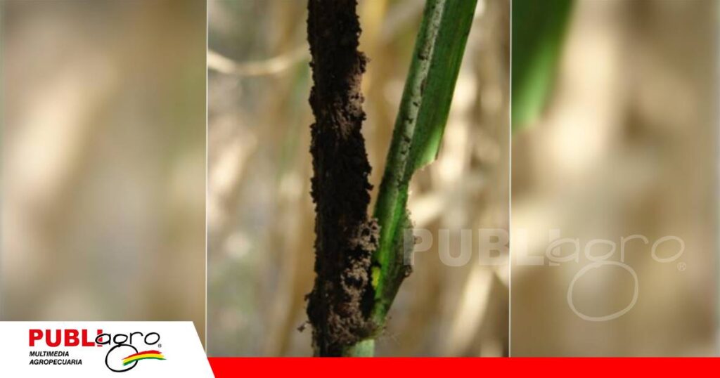 FOTO NOTAS WEB (45) Cómo reconocer el carbón de la caña de azúcar en el cultivo/ Foto: Internet
