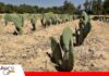 Tuna forrajera: una alternativa que busca echar raíces en Cochabamba 80 mil pencas para enfrentar el cambio climático desde el campo/ Foto: Internet