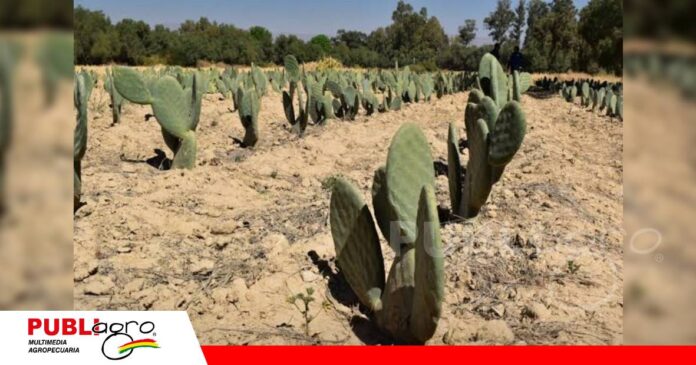 FOTO NOTAS WEB (45) 80 mil pencas para enfrentar el cambio climático desde el campo/ Foto: Internet
