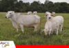 Terminación Intensiva a Pasto: una estrategia para intensificar la fase de engorde Terminación Intensiva a Pasto engorde en fase final/ Foto: Internet