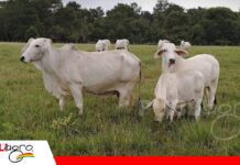 Terminación Intensiva a Pasto: una estrategia para intensificar la fase de engorde Terminación Intensiva a Pasto engorde en fase final/ Foto: Internet