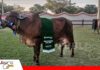 Grecia FIV Esterlina conquista la corona Gyr Grecia FIV Esterlina, la reina Gyr de Expocruz 2026/ Foto: Publiagro