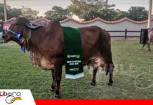 Grecia FIV Esterlina conquista la corona Gyr Grecia FIV Esterlina, la reina Gyr de Expocruz 2026/ Foto: Publiagro